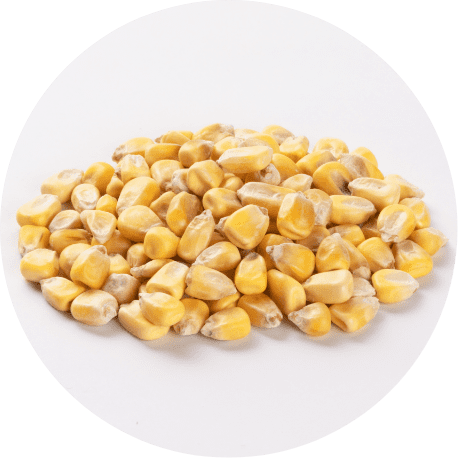 とうもろこし（コーン）